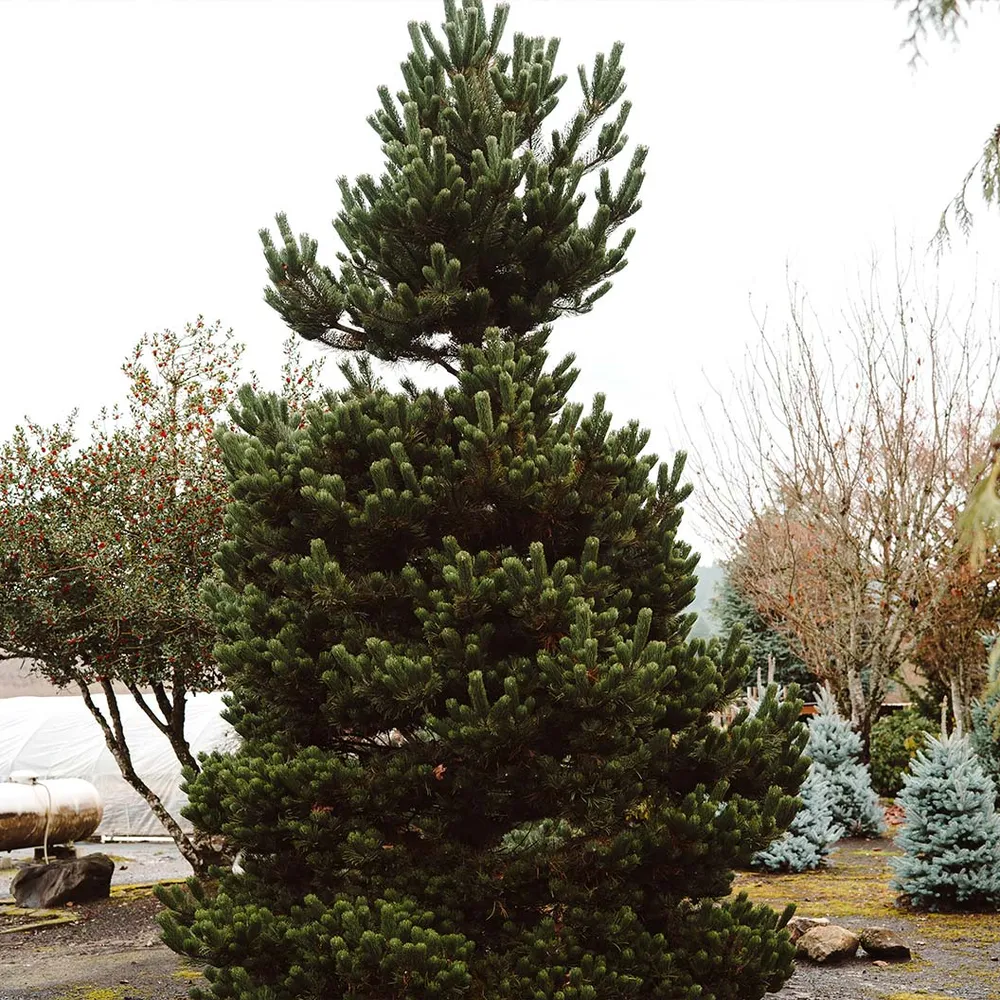 Oregon Green Austrian Pine Artificial Tree 2
