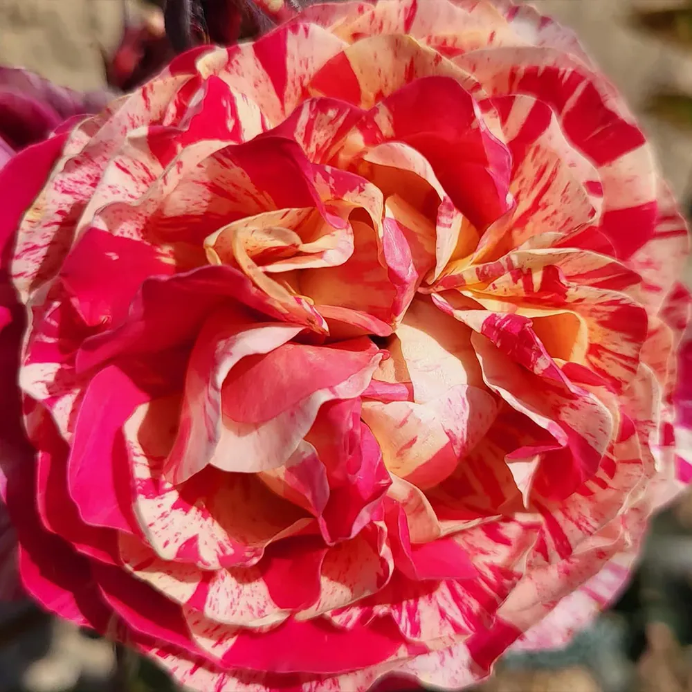 Bloomables® Winning Streak™ Rose - Continuous Blooming Shrub Rose 2