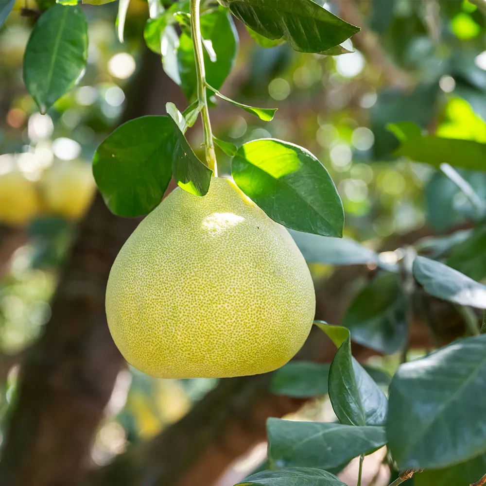 Valentine Pummelo Tree - Live Citrus Fruit Plant