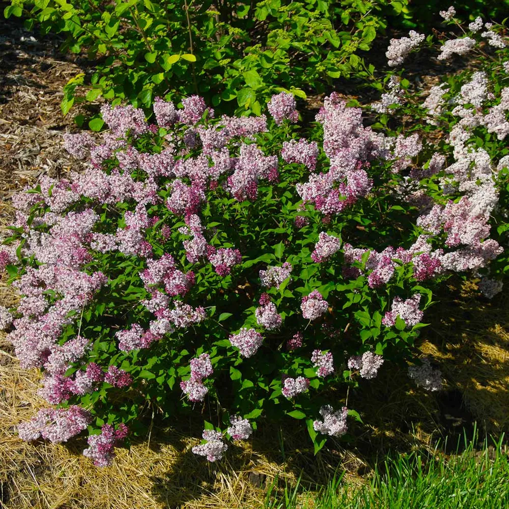 Baby Kim® Lilac Shrub - Compact Reblooming Flowering Bush