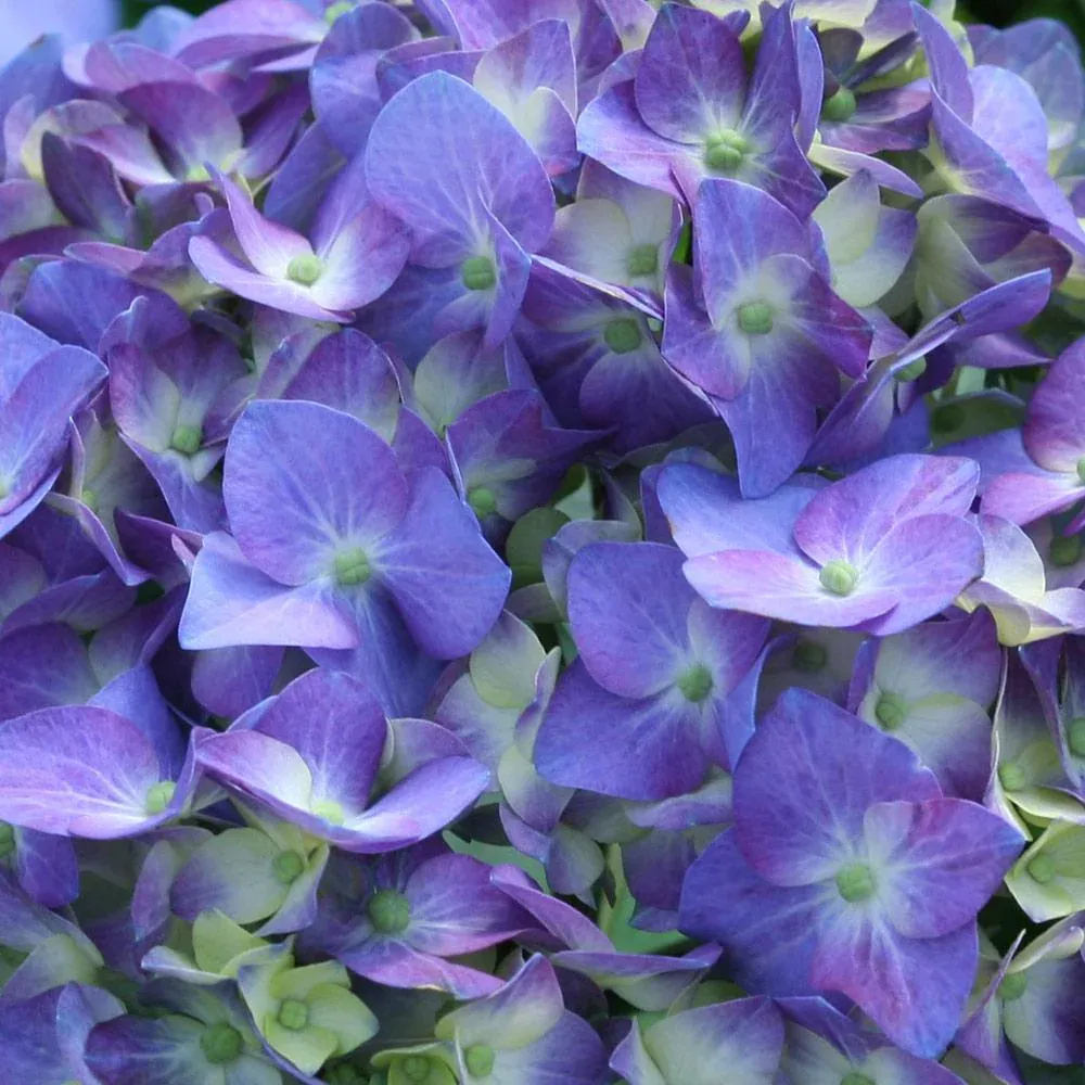 Let's Dance® Blue Jangles Hydrangea Shrub - Compact Reblooming Bigleaf Hydrangea 1