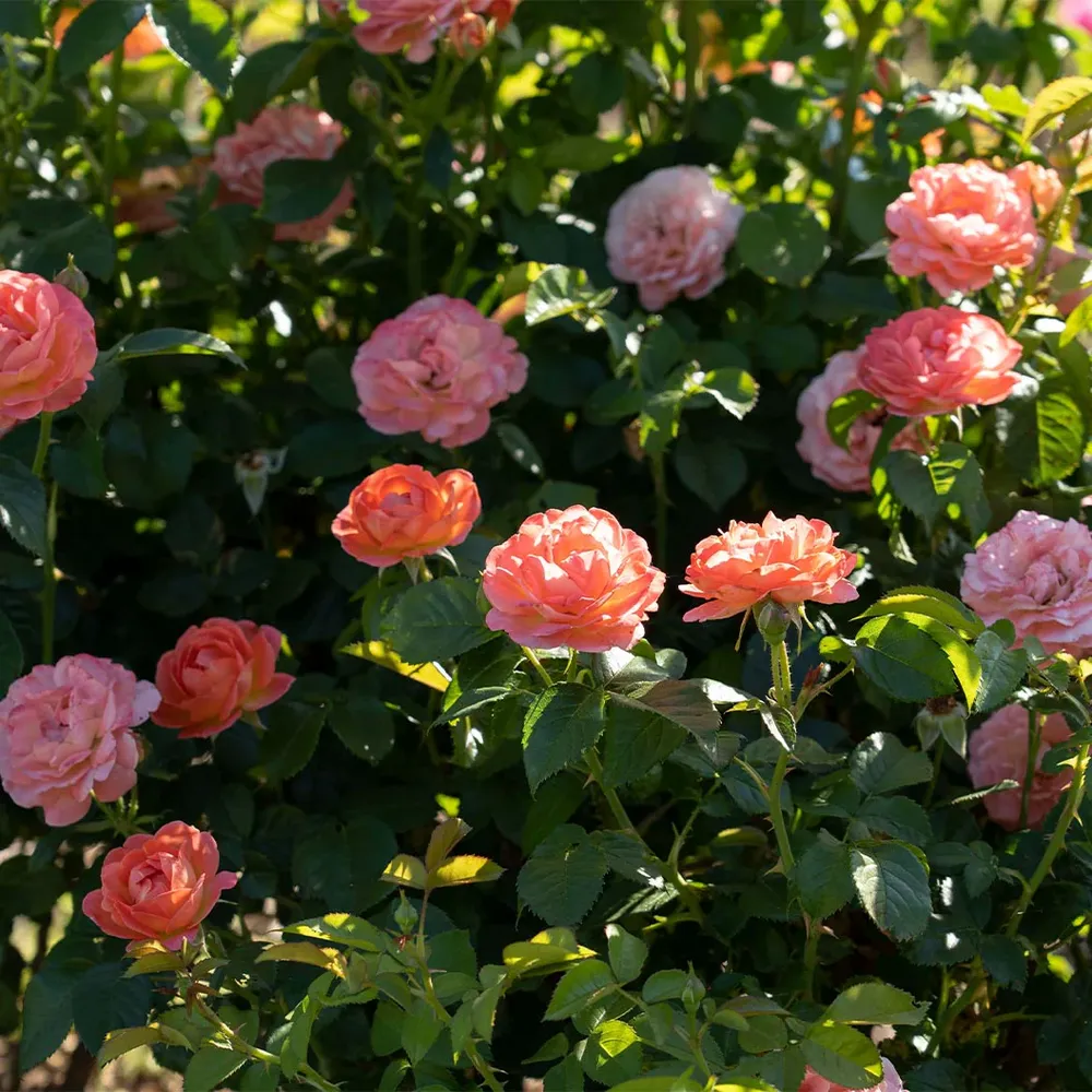 Orange Glow Knock Out Rose Tree - Continuous Blooming Flowering Shrub 1