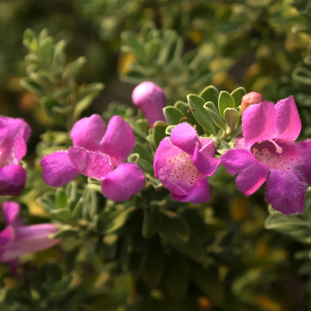 Purple Rain Texas Sage (Leucophyllum frutescens) Drought-Tolerant Flowering Shrub 2