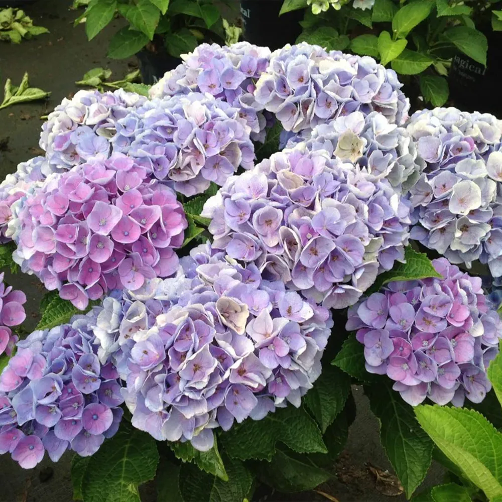 Hydrangea Magical® 'Amethyst' Deciduous Flowering Shrub 1