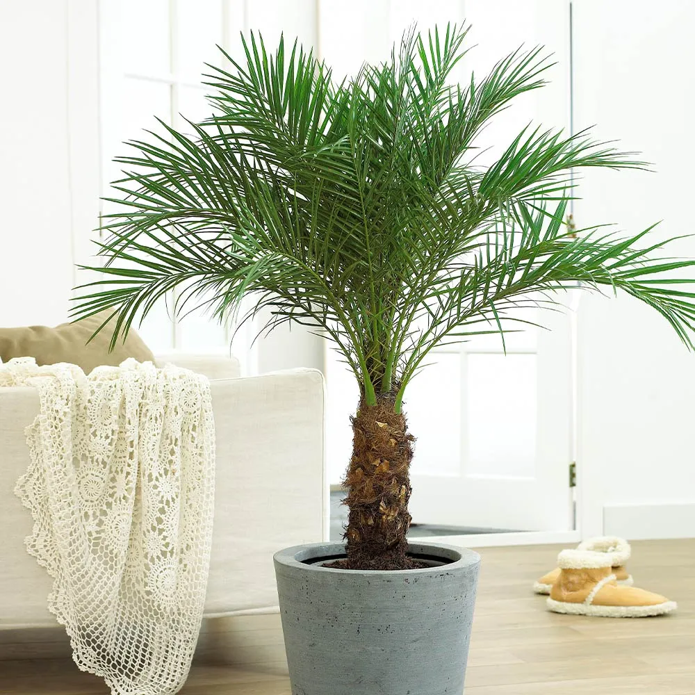 Pygmy Date Palm (Phoenix roebelenii) Indoor Ornamental Tropical Plant 1