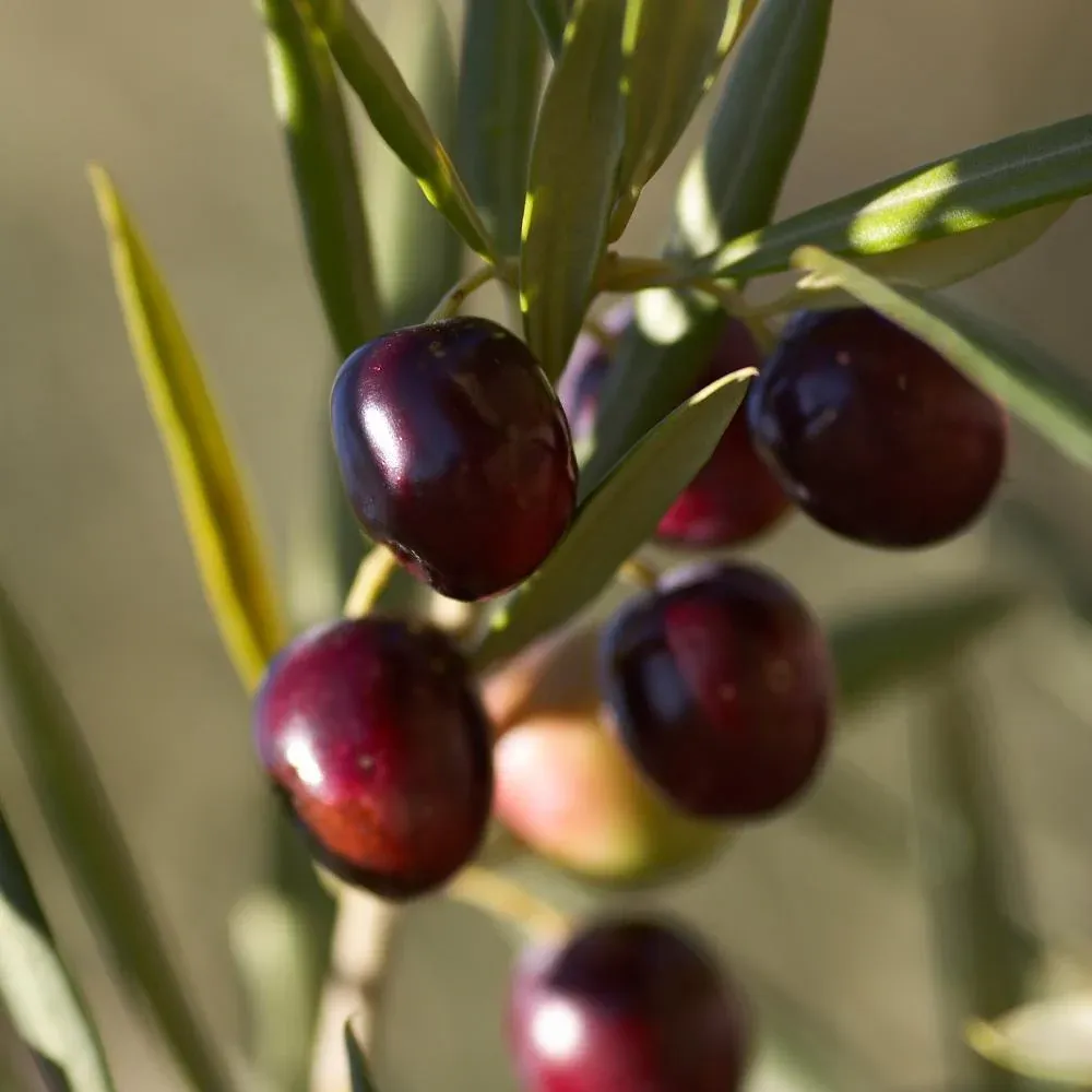 Koroneiki Greek Olive Tree - Live Olea Europaea Plant 1