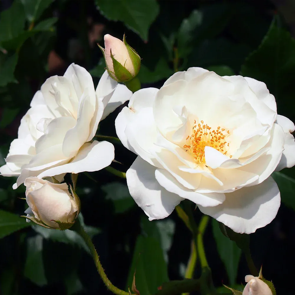 Iceberg Rose Bush - Hardy White Floribunda Garden Shrub 1