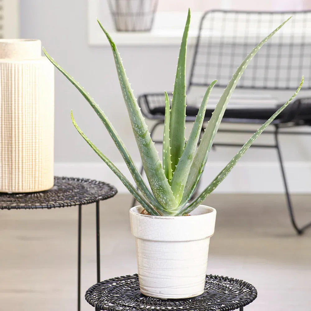 Live Aloe Vera Plant - Resilient Indoor Succulent for Home Decor