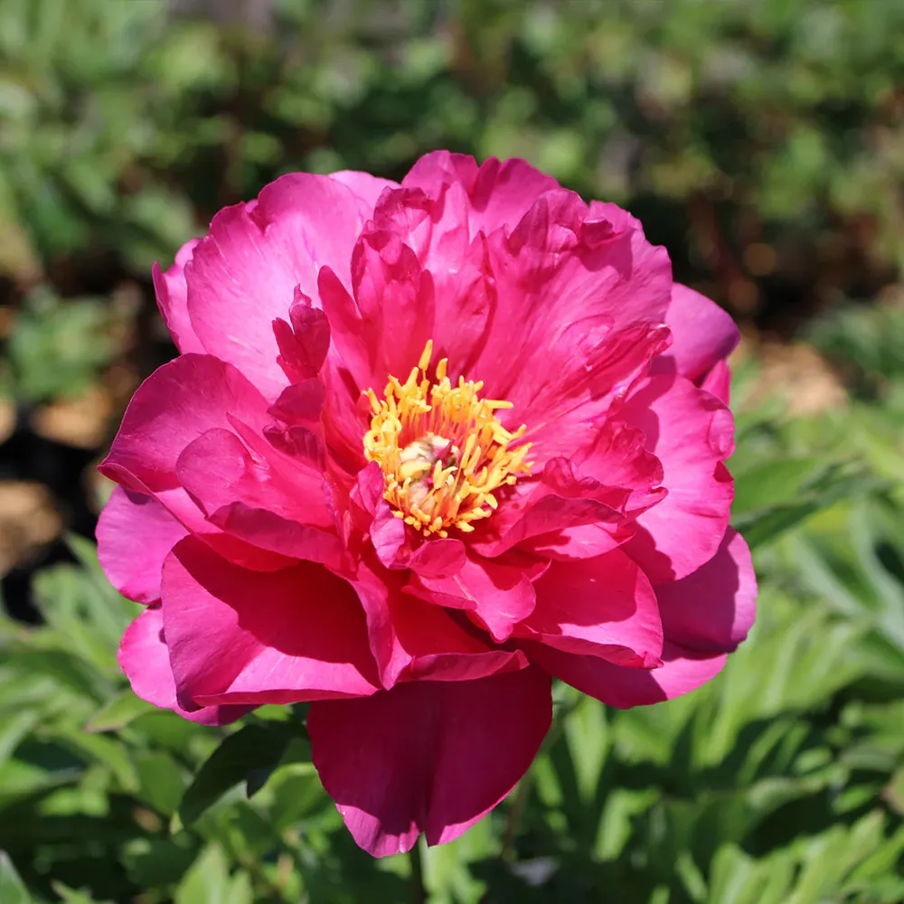 Hot Tamale™ Itoh Peony Intersectional Hybrid Shrub