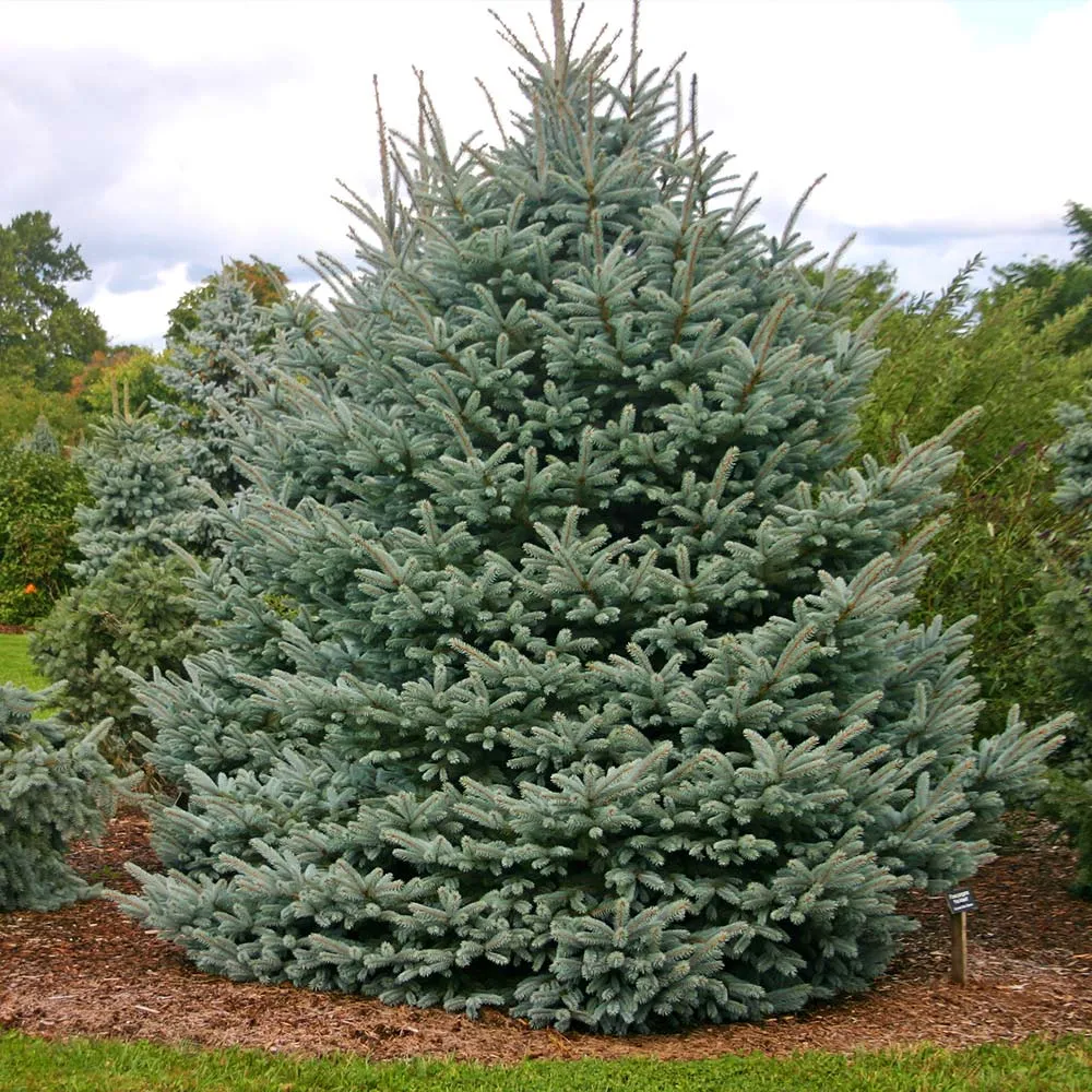 Fat Albert Colorado Blue Spruce Artificial Christmas Tree 1