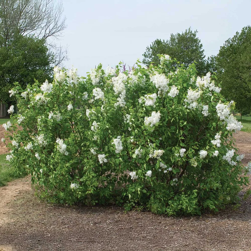 White Syringa Shrub - Fragrant Flowering Deciduous Garden Bush 1