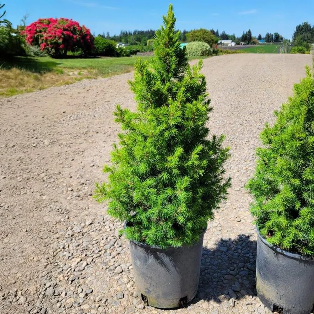 Dwarf Alberta Spruce Tree (Picea glauca 'Conica') - Slow-Growing Conical Evergreen 1