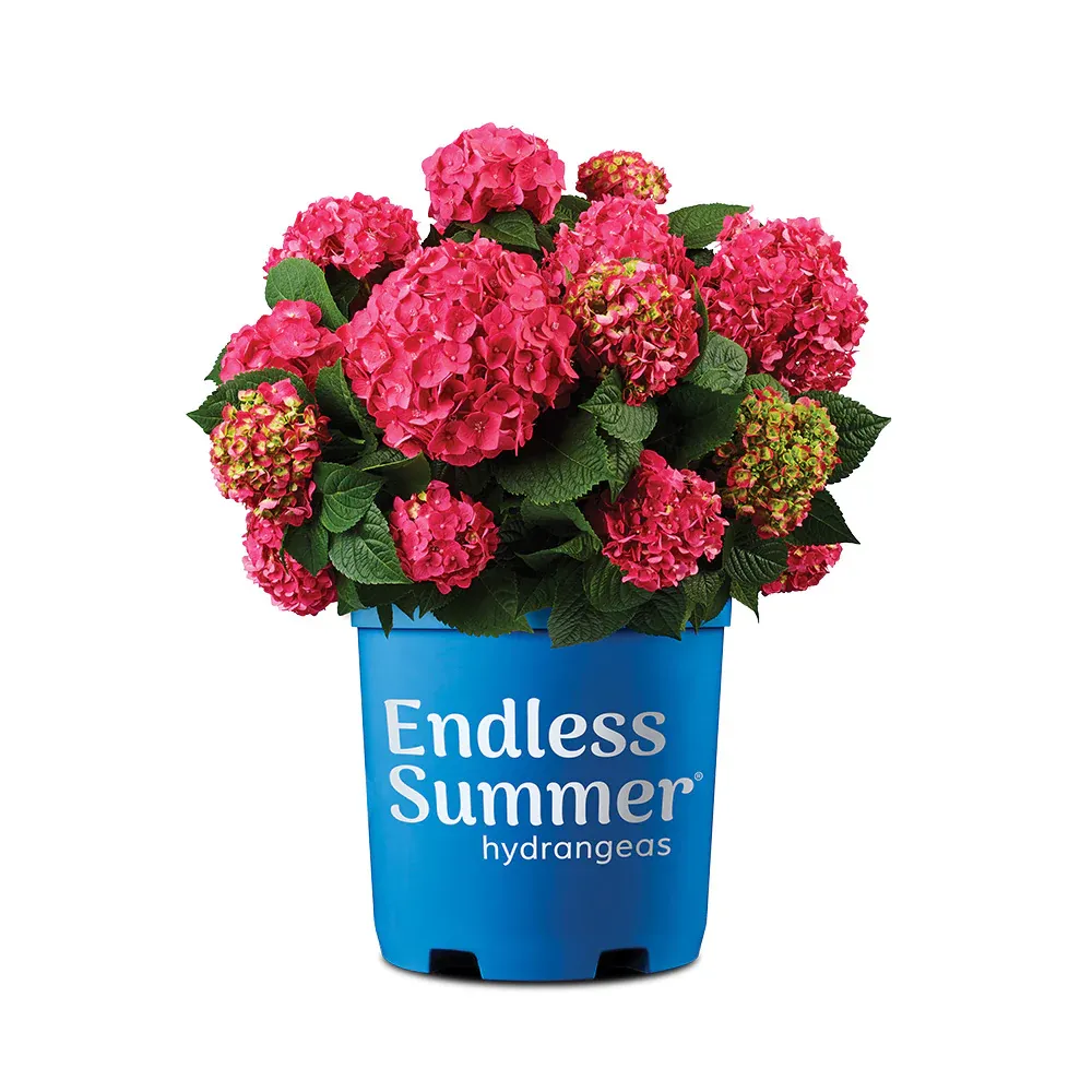 Endless Summer® Summer Crush® Hydrangea - Reblooming Bigleaf Shrub 6