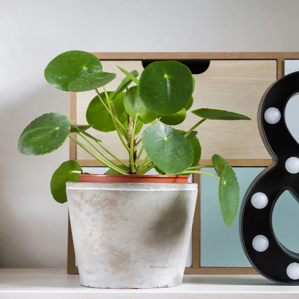 Pancake Plant (Pilea Peperomioides) Decorative Indoor Houseplant 1