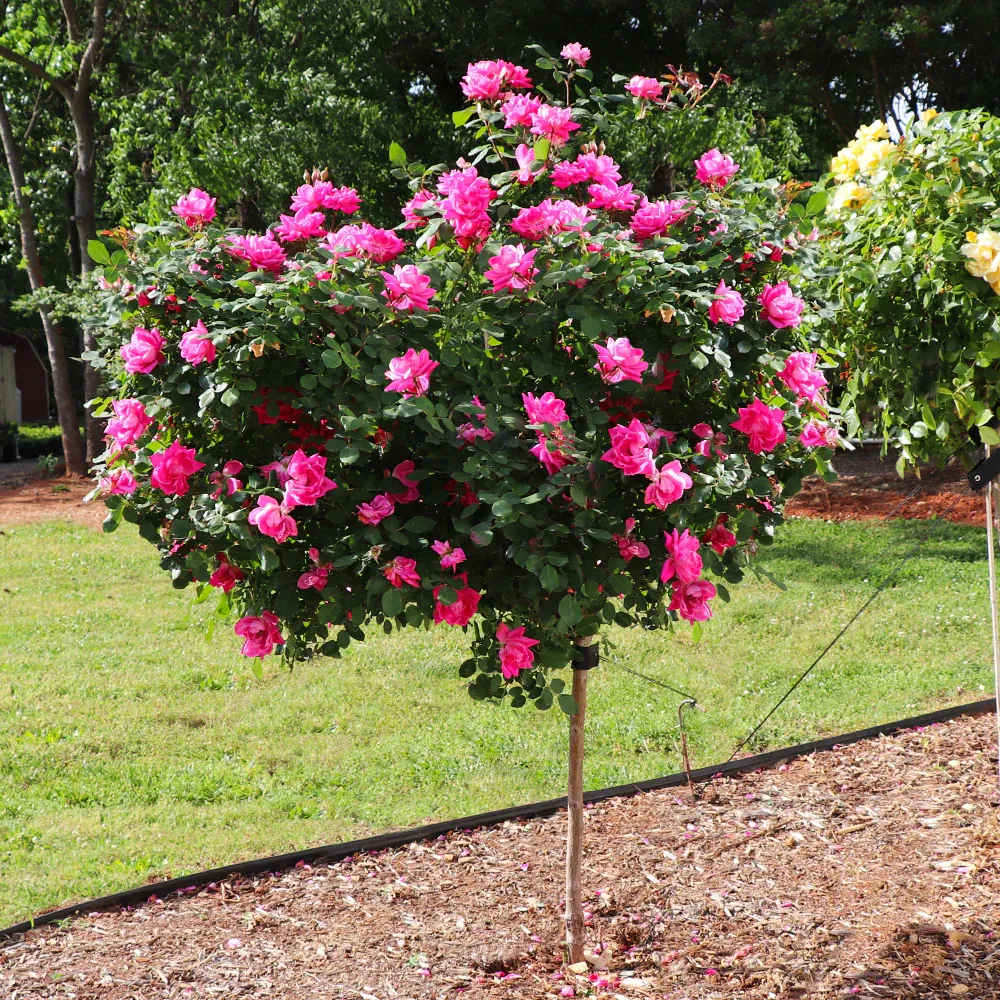 Pink Knock Out® Rose Tree - Continuous Blooming Standard Shrub Rose