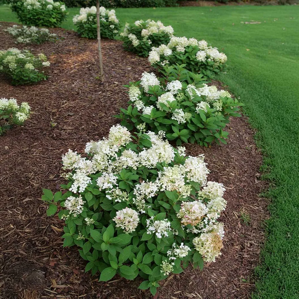Fire Light Tidbit® Hydrangea Paniculata Compact Flowering Shrub 3