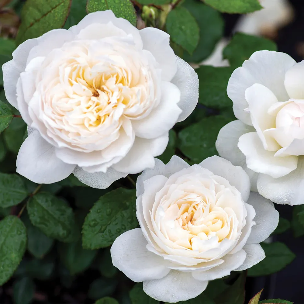 Bolero Floribunda Rose - Fragrant White Shrub Rose