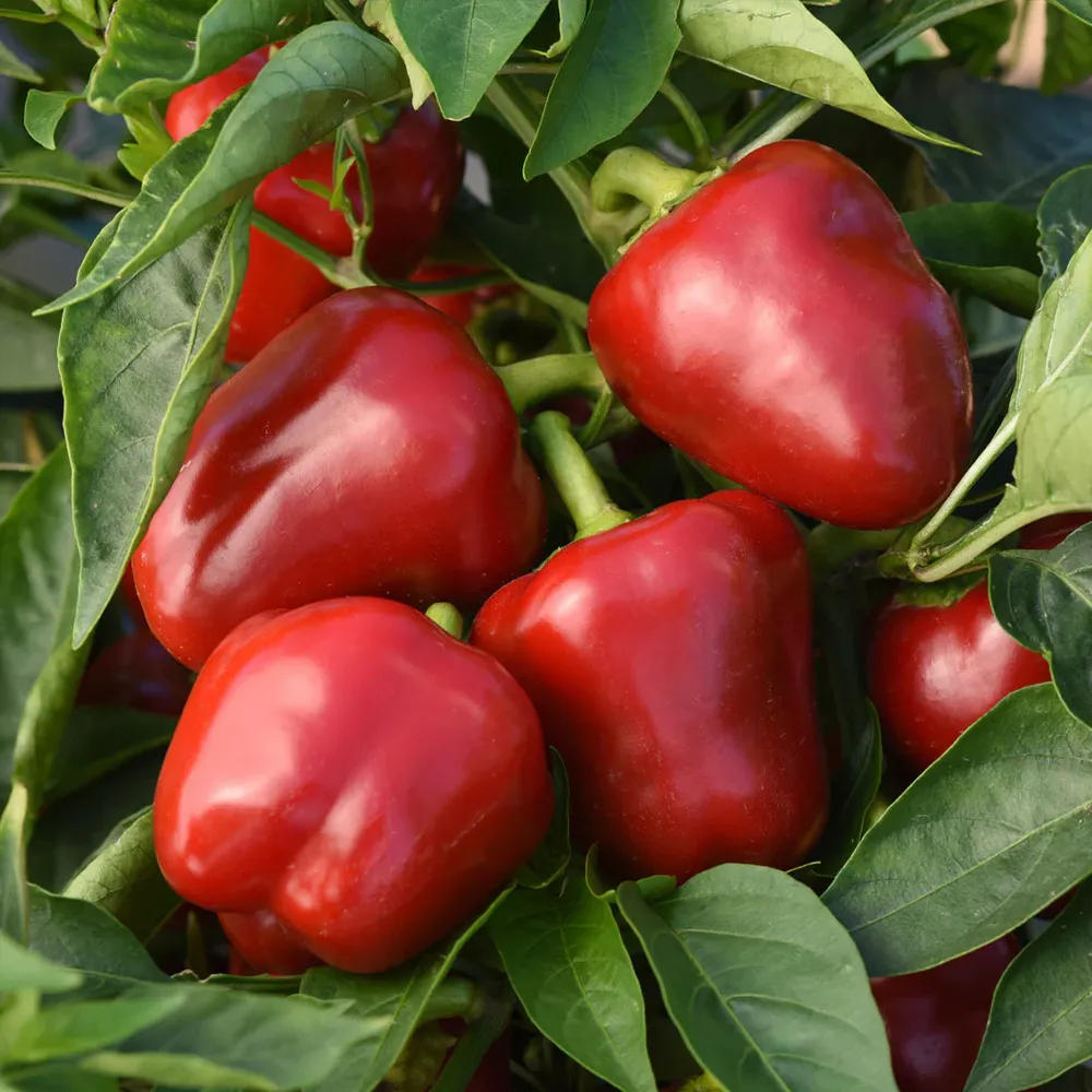 Snackabelle Red Pepper Plant - USDA Organic Heirloom Vegetable Starter 2
