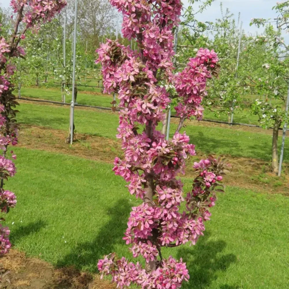 All Red Columnar Apple Tree - Compact Vertical Growth Fruit Tree 3