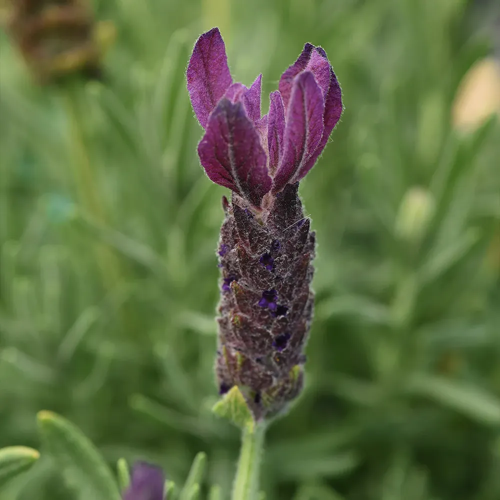 Primavera Spanish Lavender Plant - Drought-Tolerant Flowering Perennial 1