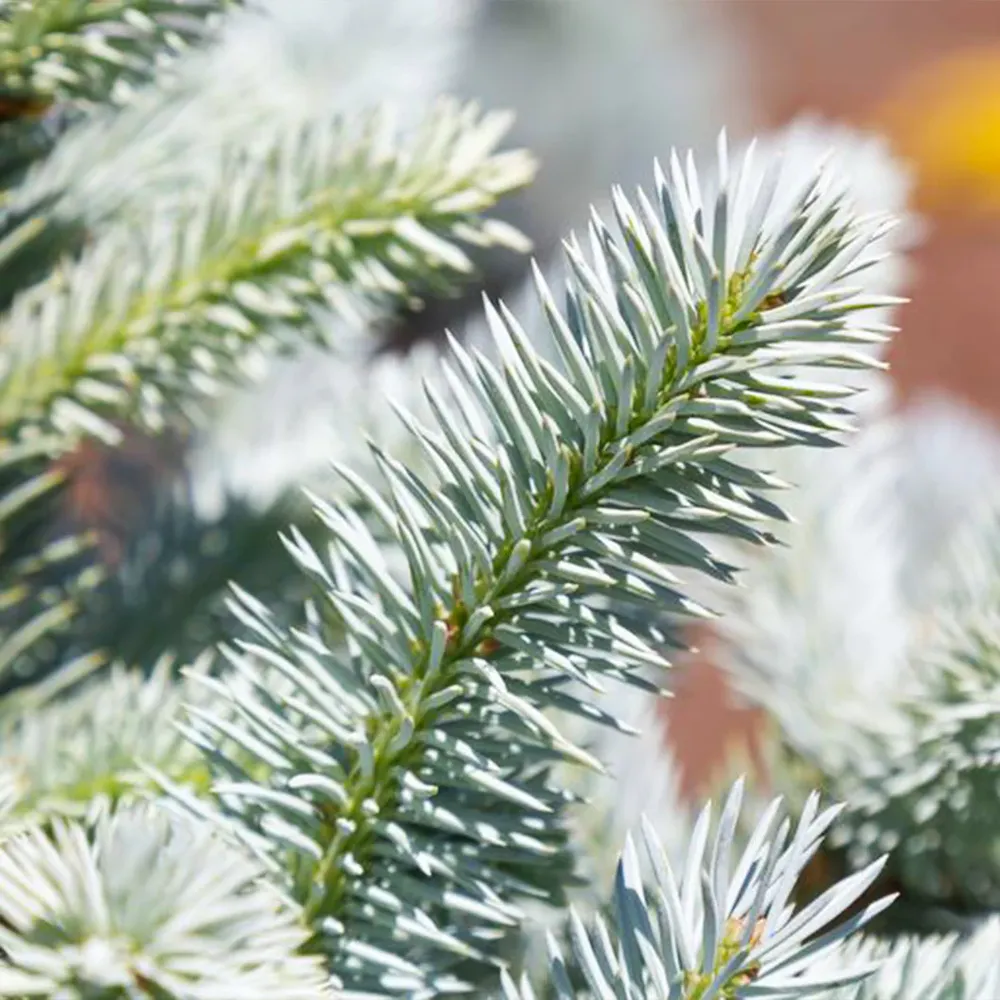 Monty® Blue Spruce Artificial Christmas Tree with Realistic Branch Design 1