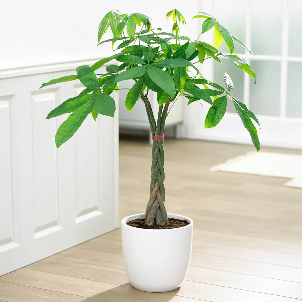 Money Tree Plant - Braided Pachira Aquatica Indoor Potted Houseplant 2