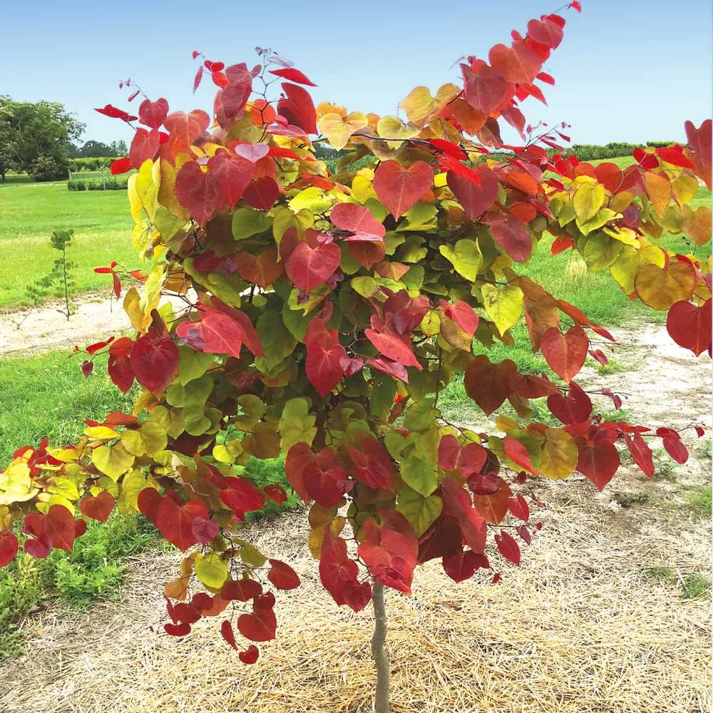 Flame Thrower® Redbud Tree - Cercis canadensis Ornamental Flowering Tree