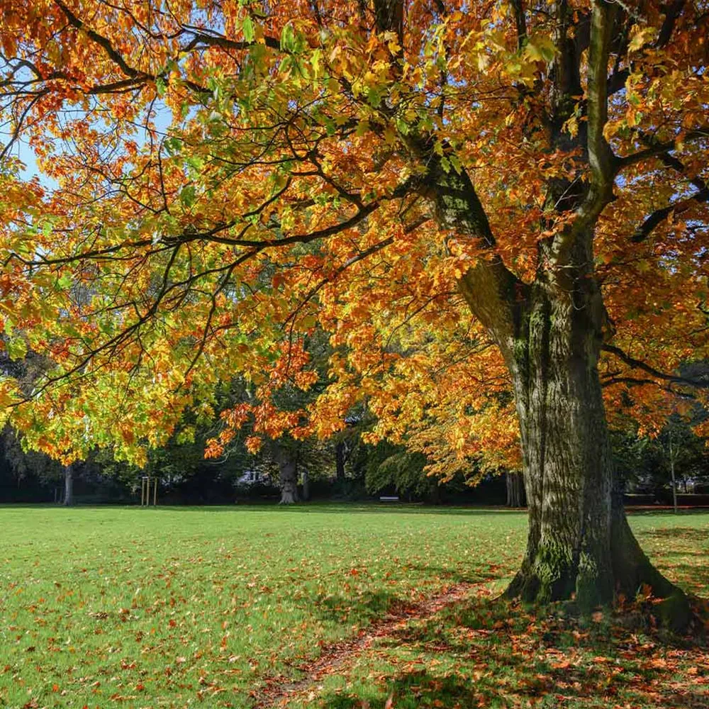 Northern Red Oak Tree (Quercus rubra) Deciduous Shade Tree