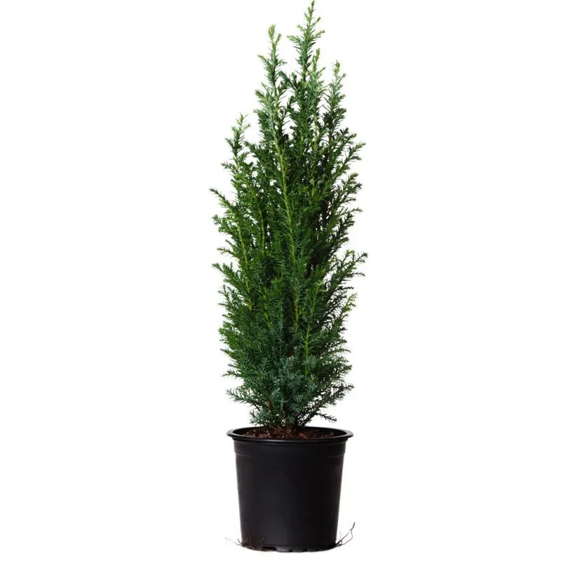 Dwarf Italian Cypress Columnar Evergreen Conifer 2