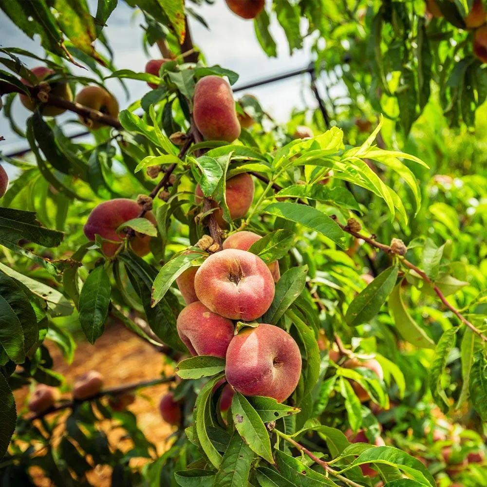 Saturn Peach Tree - Flat Donut Peach Sapling 1