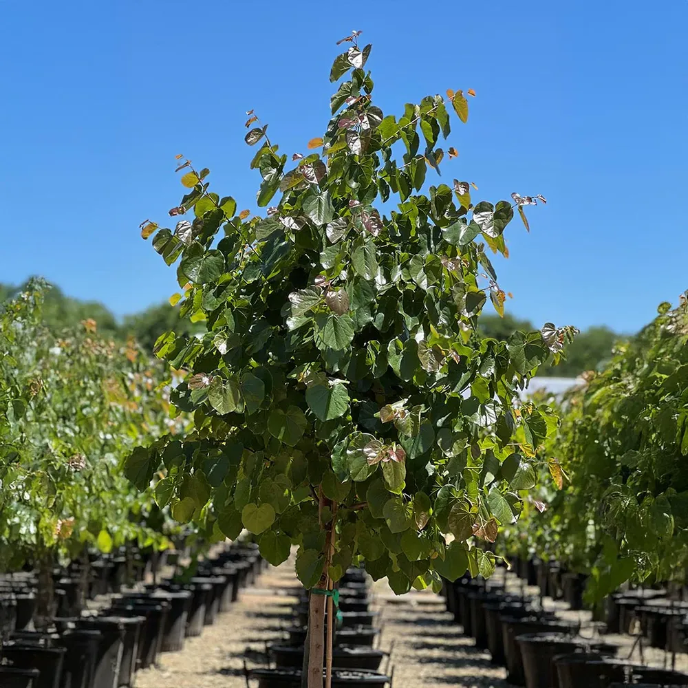 Oklahoma Sparkler Eastern Redbud Tree - Variegated Ornamental Deciduous Tree 4