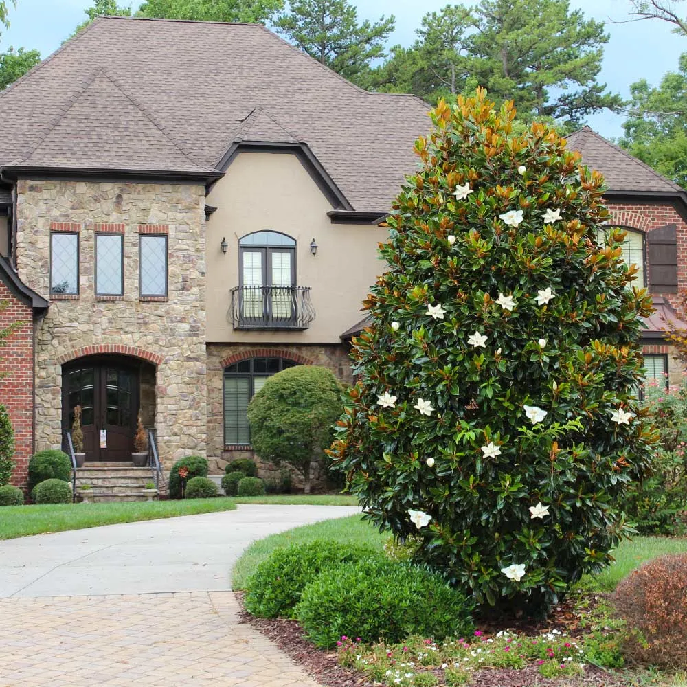 Little Gem Magnolia Tree - Compact Evergreen Flowering Ornamental Tree
