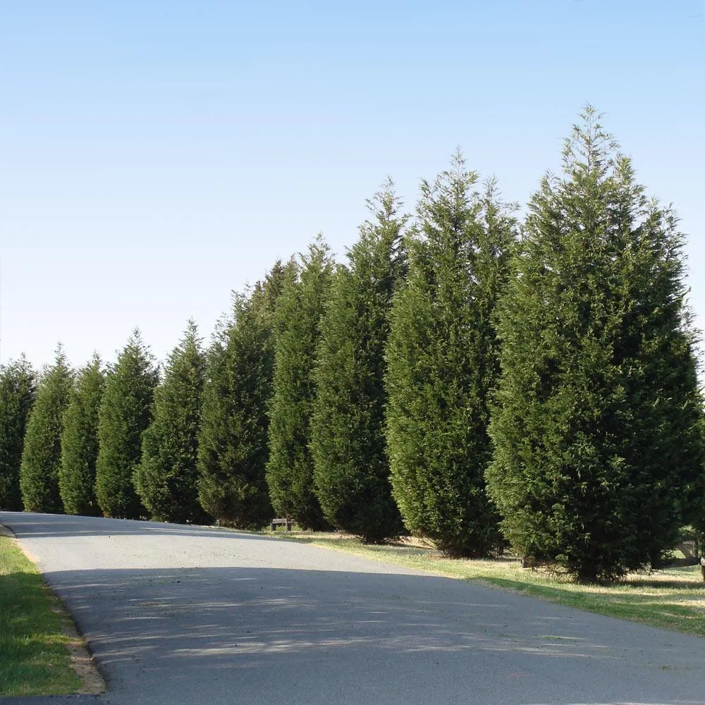 Techny Cold Hardy Thuja Tree - Dense Evergreen Privacy Hedge