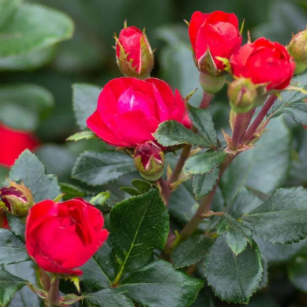 Petite Knock Out® Rose - Compact Disease-Resistant Shrub Rose 1