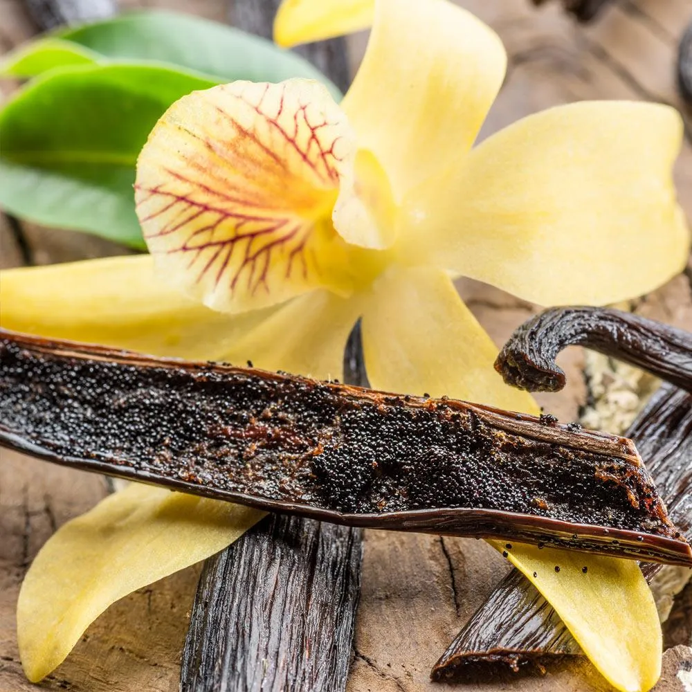Vanilla Planifolia Live Vanilla Bean Orchid Vine