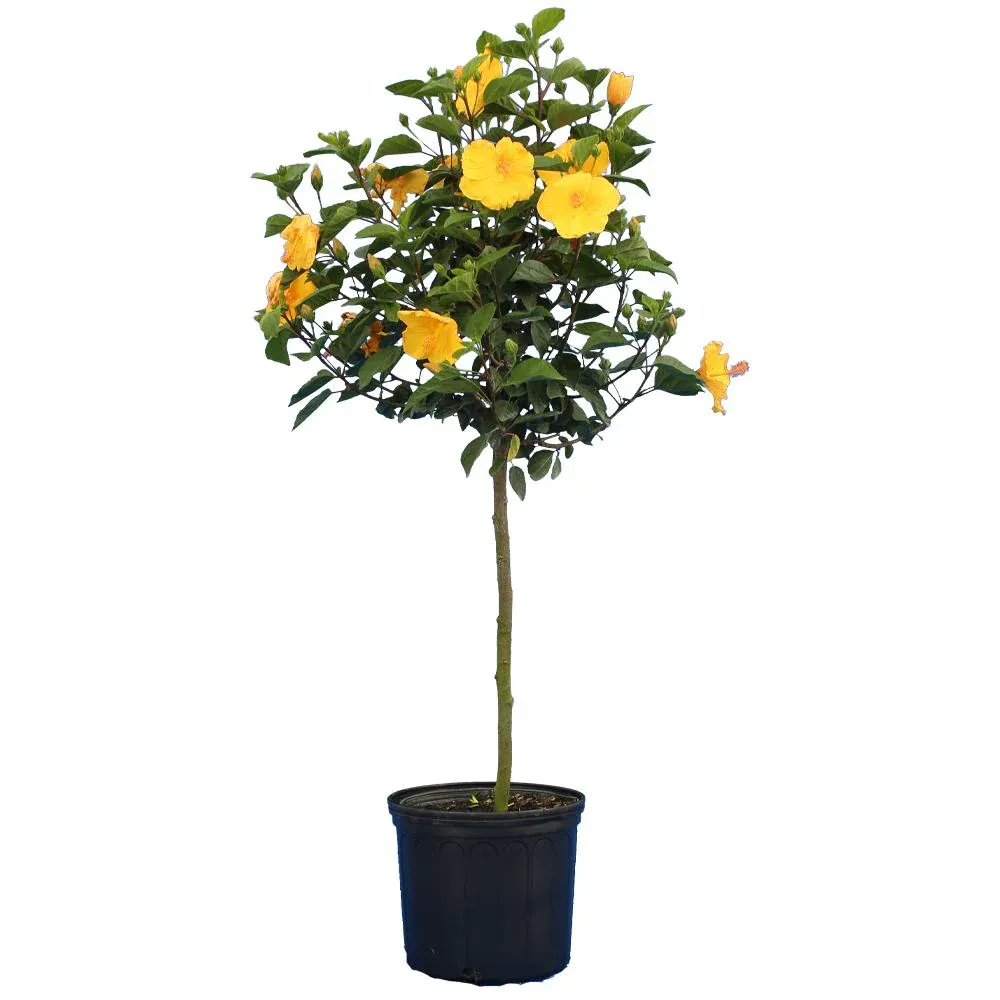 Yellow Tropical Hibiscus Tree - Lifelike Potted Artificial Floral Decor 2