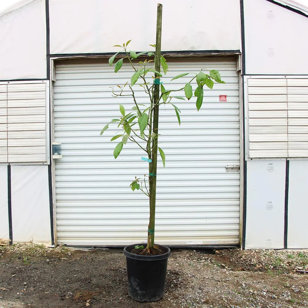 Hass Avocado Tree - Live Fruit-Bearing Plant for Home and Garden 6