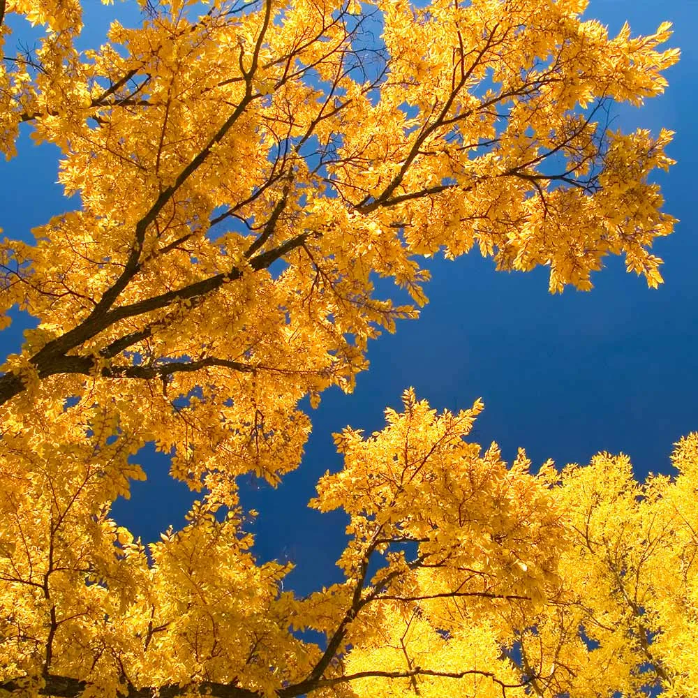 Princeton American Elm Tree - Disease-Resistant Deciduous Shade Tree 2
