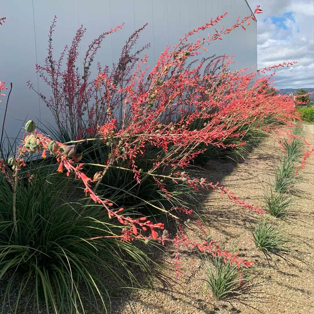 Red Yucca Plant (Hesperaloe parviflora) - Drought-Tolerant Evergreen Succulent 1