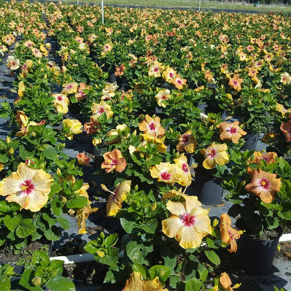Golden Globe Hollywood Hibiscus Tropical Flowering Shrub 2