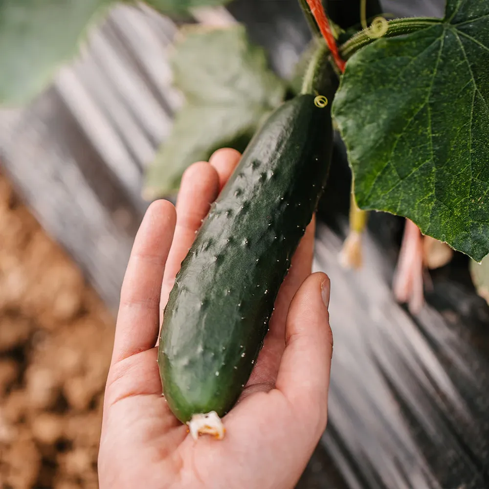 Organic Cucumber Salad Bush Seeds - Compact Non-Vining Variety 1