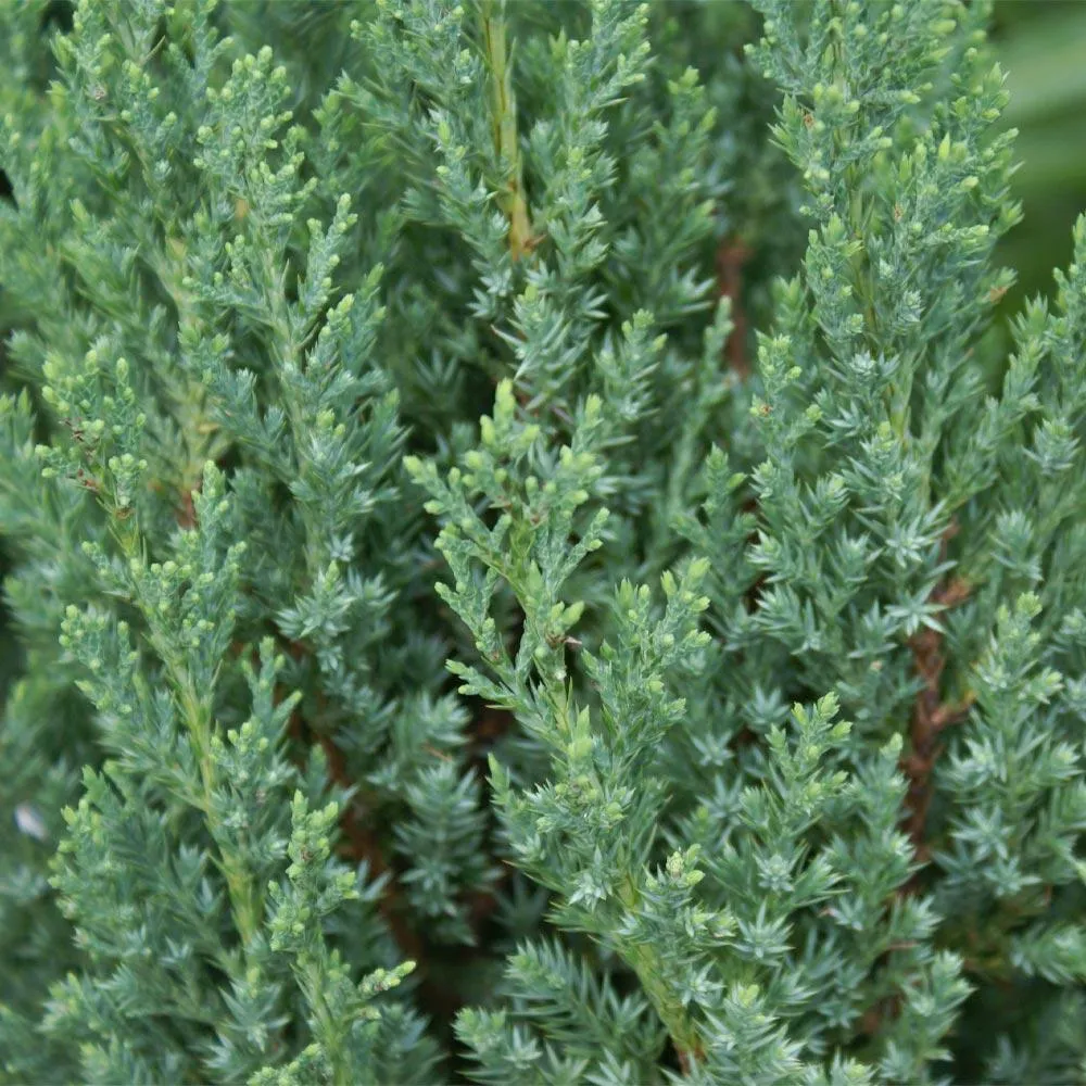 Blue Point Juniper (Juniperus chinensis) Conical Evergreen Shrub 2