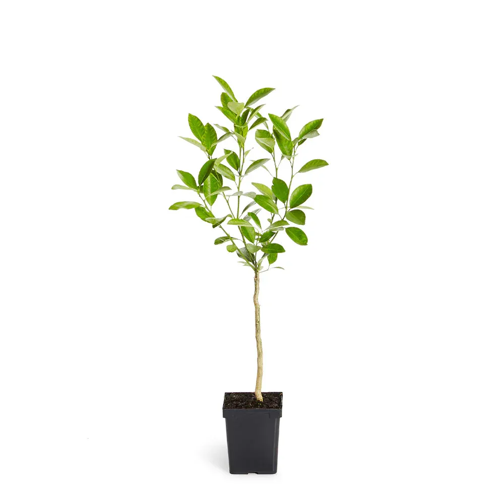 Citrus Mitis Potted Plant - Dwarf Calamondin Fruit Tree for Indoor Spaces 3