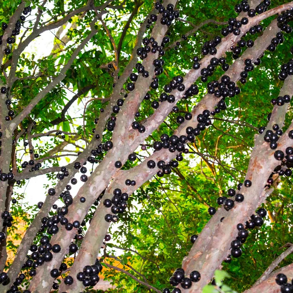 Jaboticaba Tree (Myrciaria cauliflora) Live Tropical Fruit Plant 2