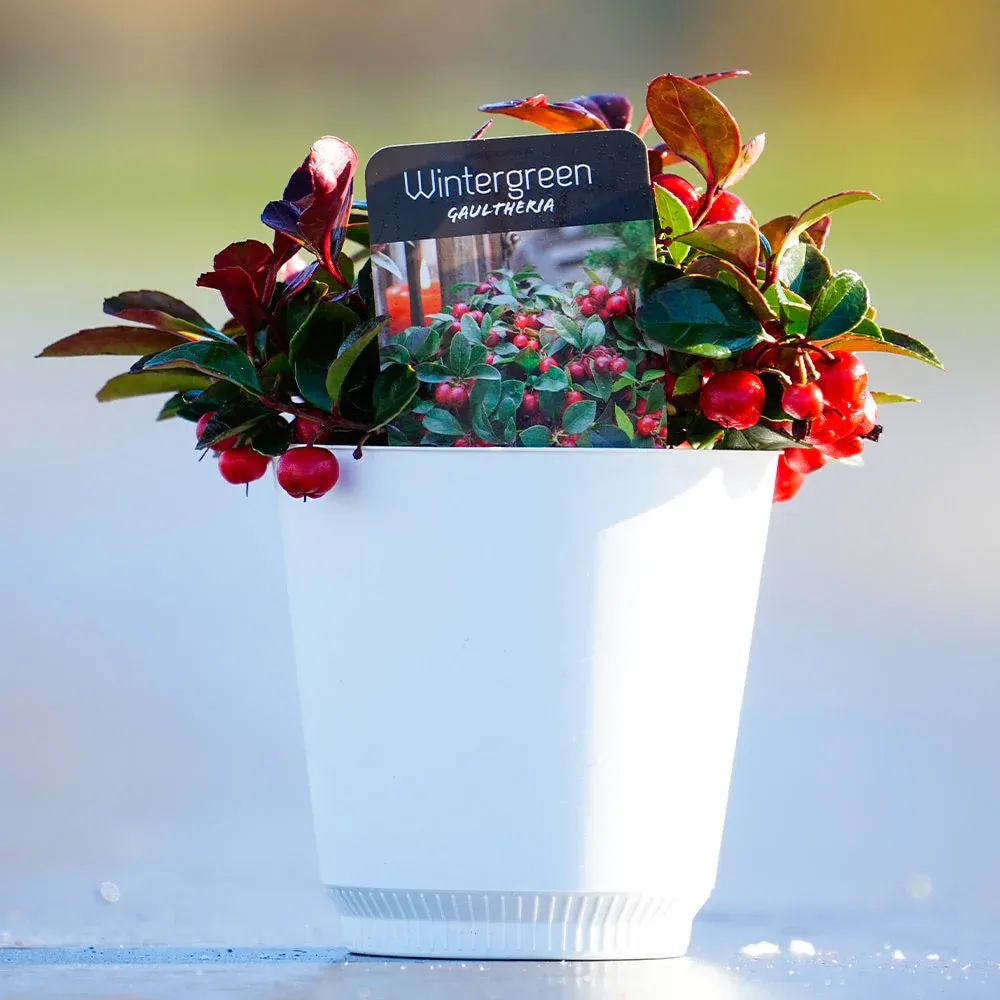 Artificial American Wintergreen Plant in White Pot for Tabletop Decor