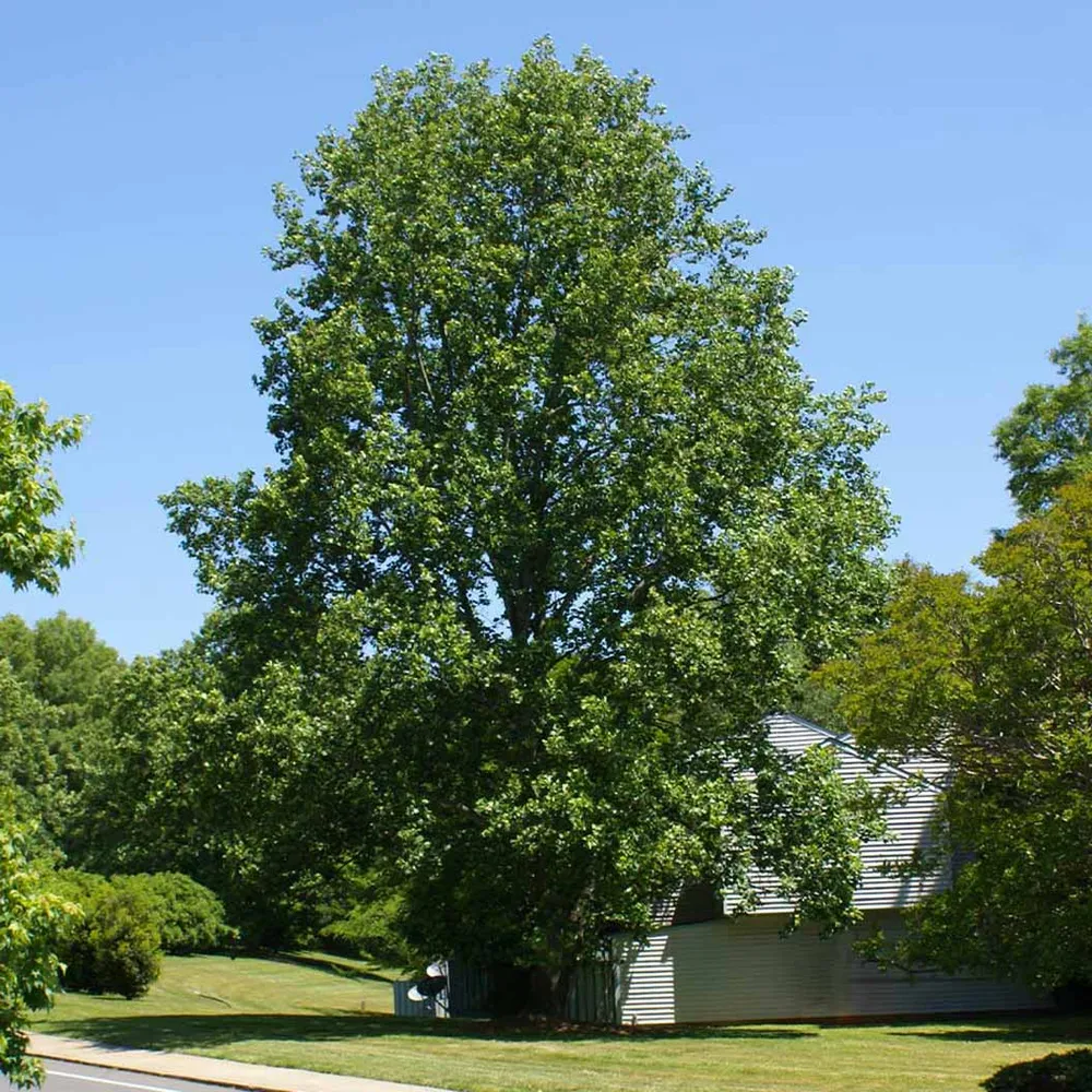 Tulip Poplar Tree (Liriodendron tulipifera) Deciduous Shade Tree 1