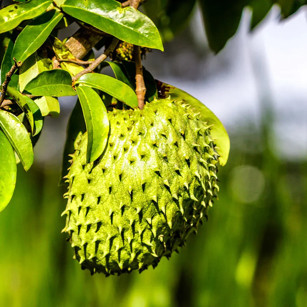 Soursop (Guanabana) Live Fruit Tree - Annona Muricata for Tropical Gardening
