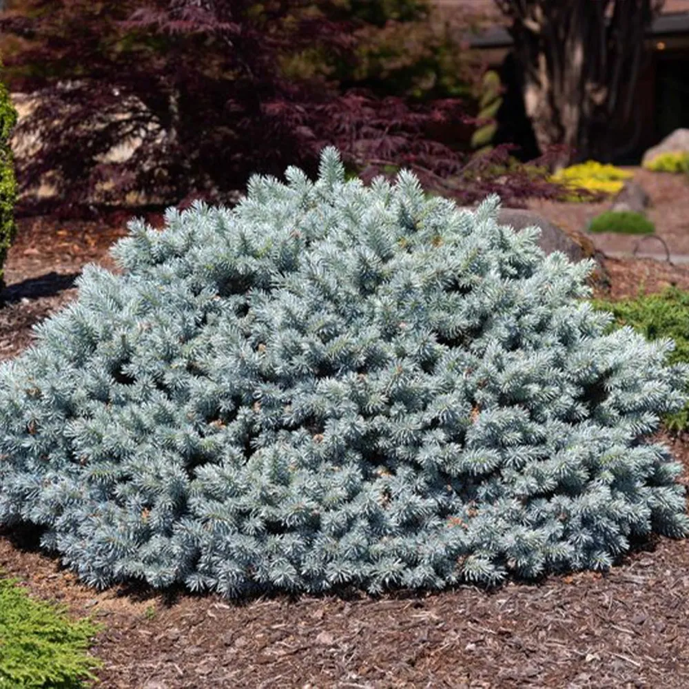 Moonstone® Globe Spruce Tree - Realistic Artificial Holiday Spruce