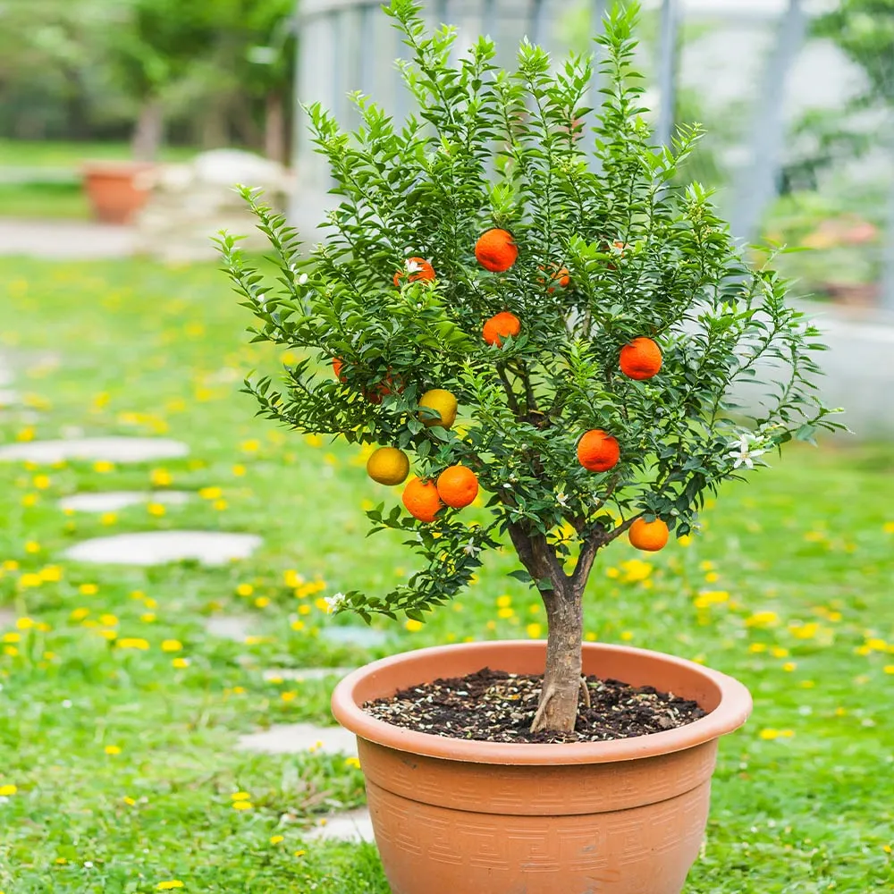Pixie Mandarin Tree - Compact Evergreen Citrus for Home Gardens