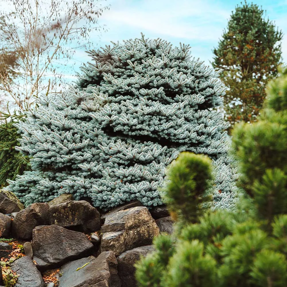 Dwarf Globe Blue Spruce (Picea pungens 'Globosa') - Compact Ornamental Evergreen 2